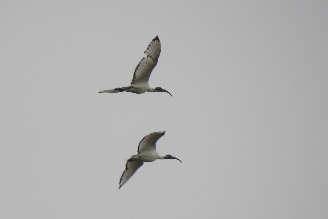 Ibis sakratua - ML645881909