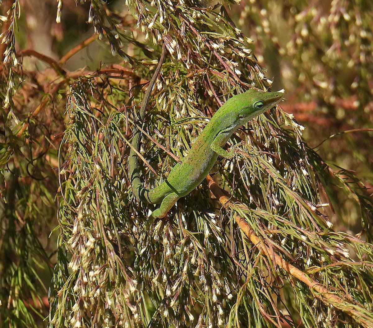 Animals - ML645881910