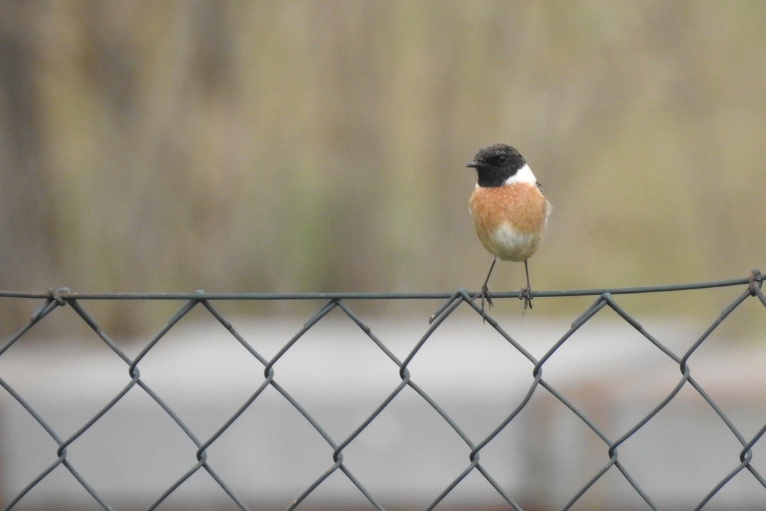European Stonechat - ML645881912