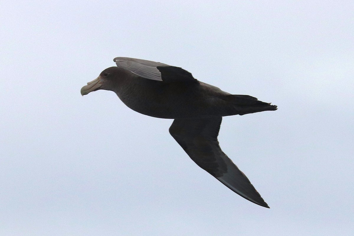 Southern Giant-Petrel - ML645881913