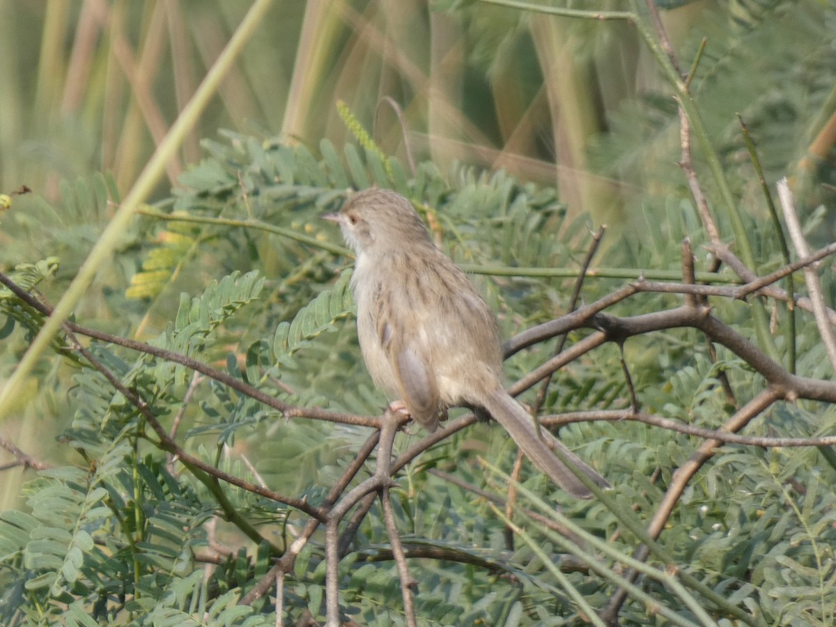 Delicate Prinia - ML645881916