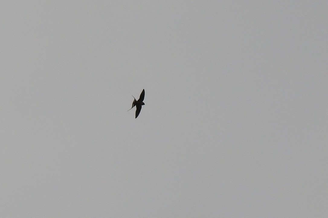 Ластівка сільська - ML645881919