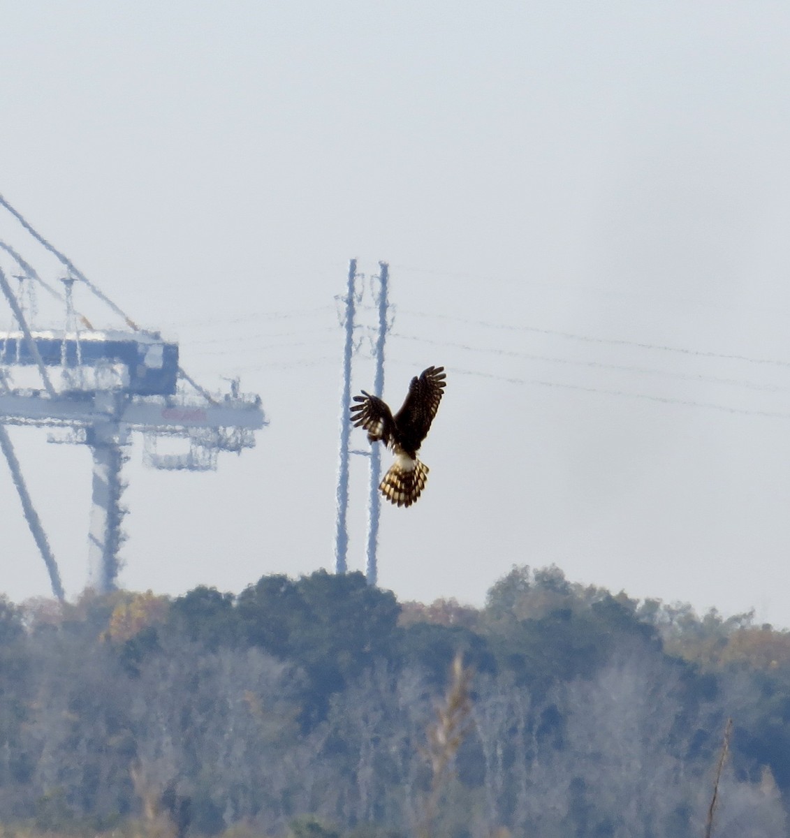 moták severoamerický - ML645881930