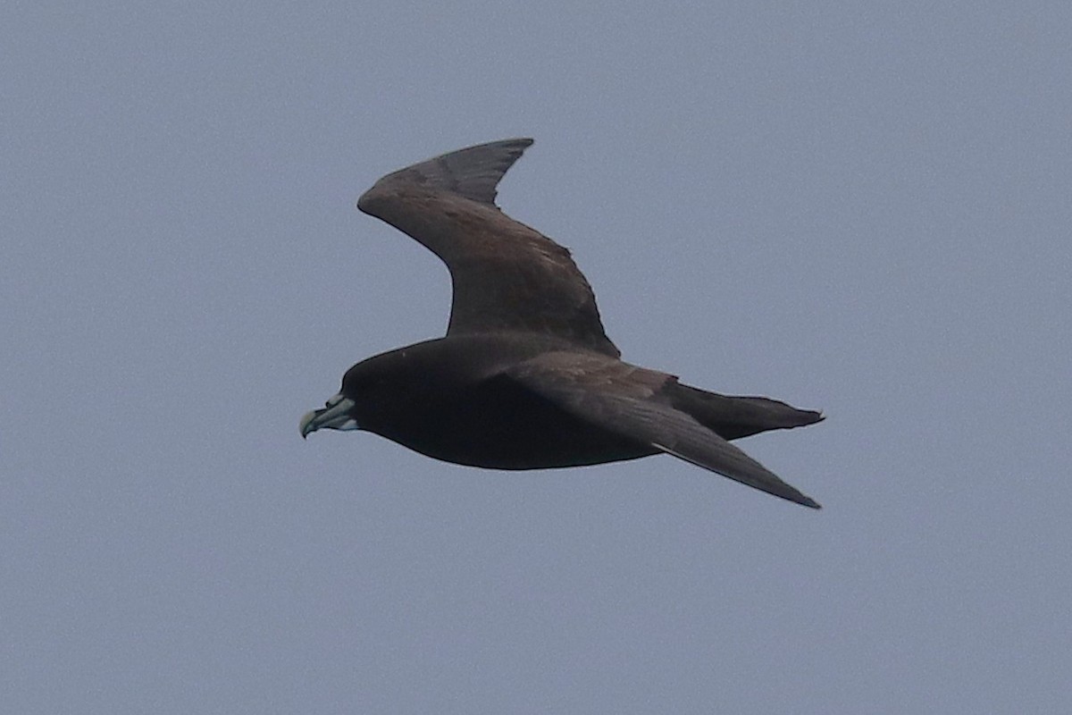 Beyaz Gıdılı Yelkovan - ML645881934