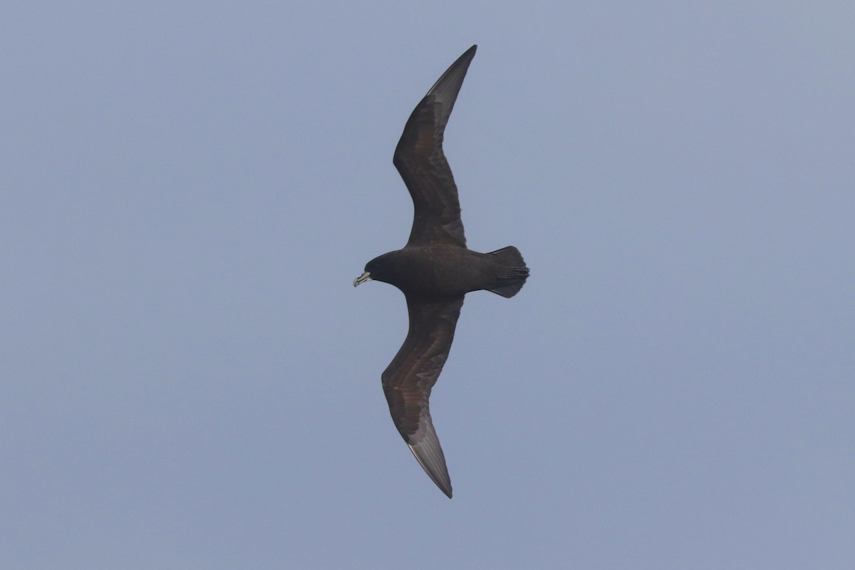 Beyaz Gıdılı Yelkovan - ML645881935