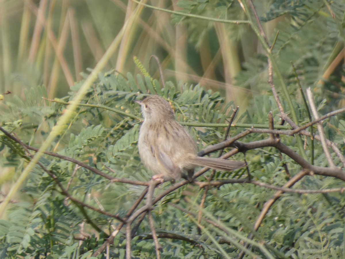 Delicate Prinia - ML645881936