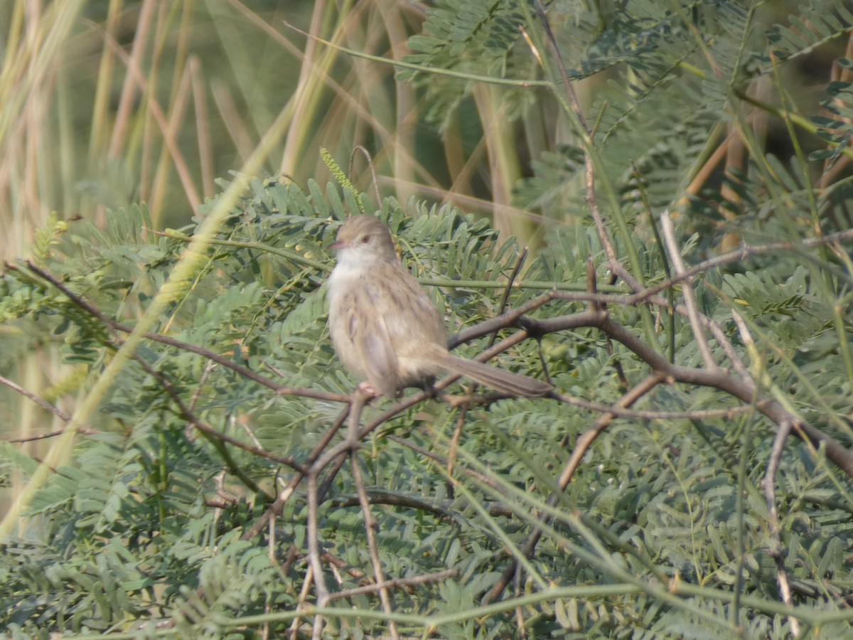 Delicate Prinia - ML645881937