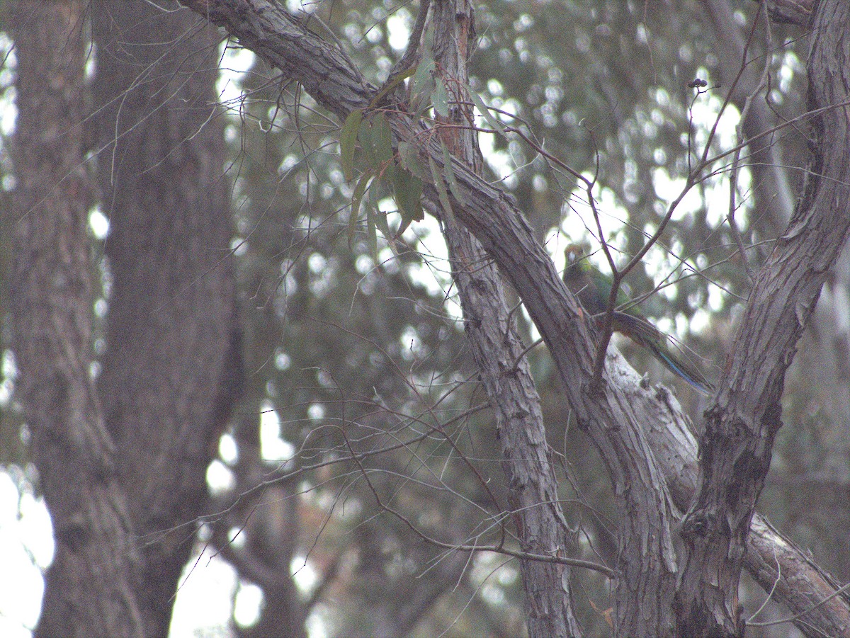 Red-capped Parrot - ML645881943