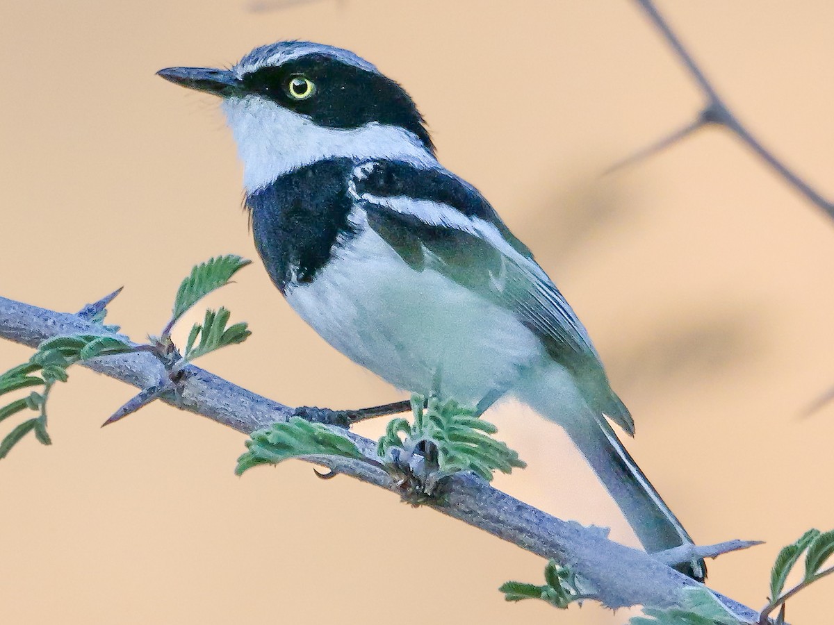 Pririt Batis - ML645881979