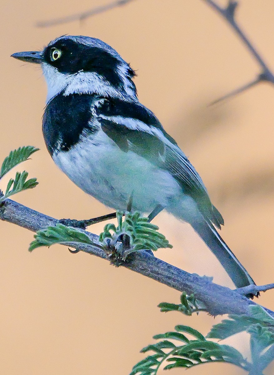 Pririt Batis - ML645881980