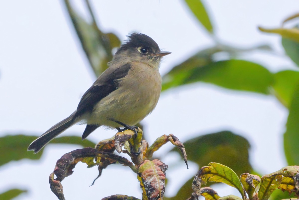 Black-capped Flycatcher - ML645881989