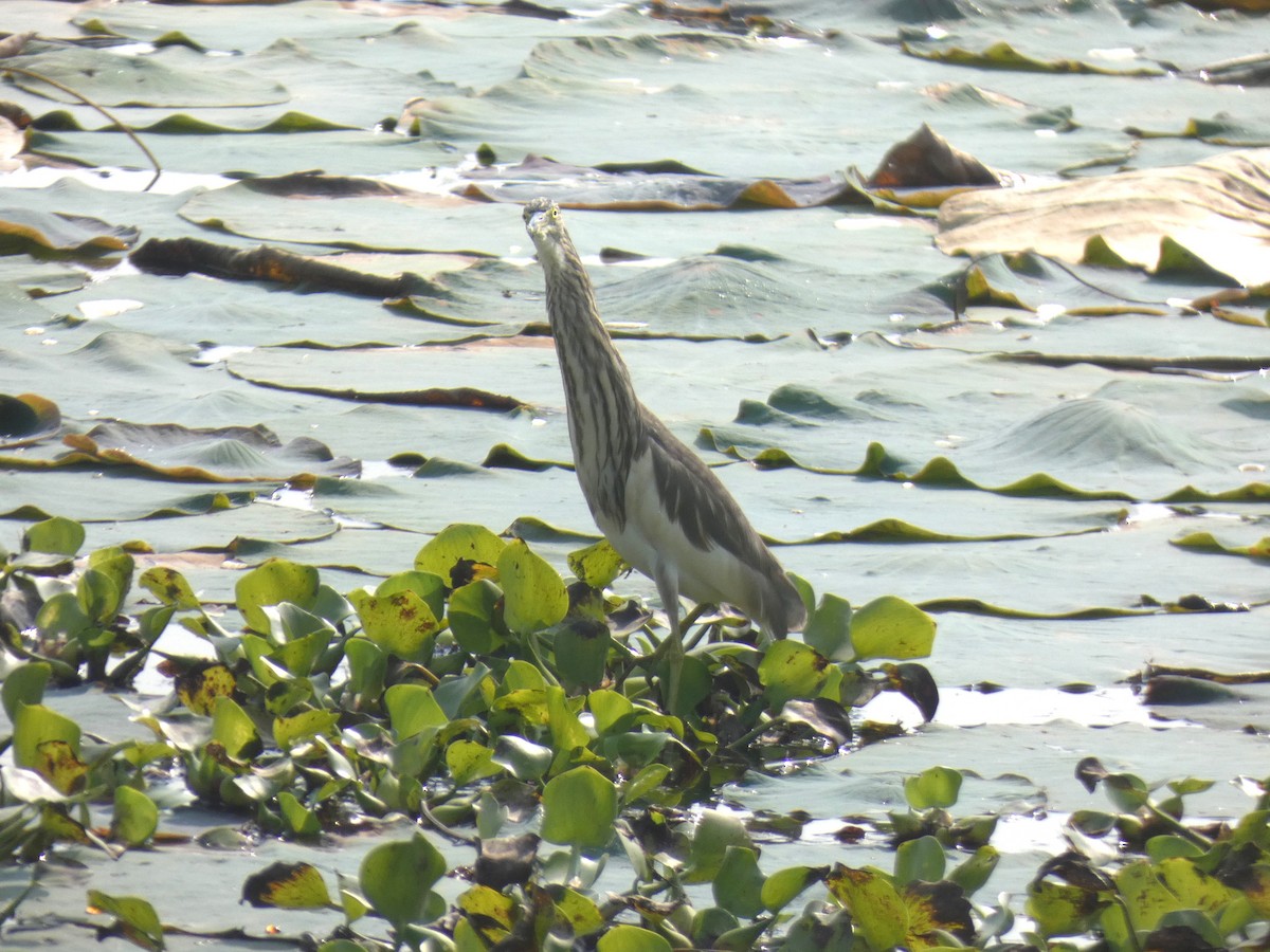 Indian Pond-Heron - ML645881997