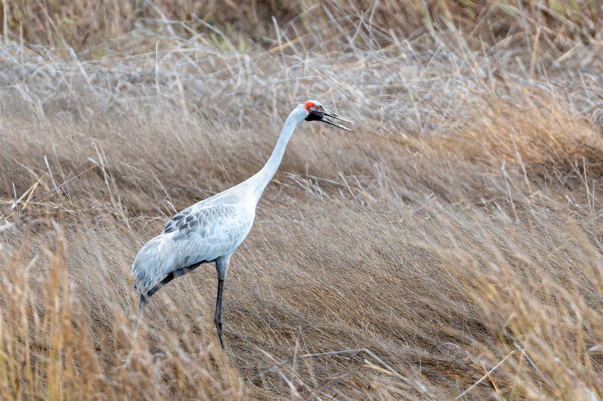 Brolga - ML645881998
