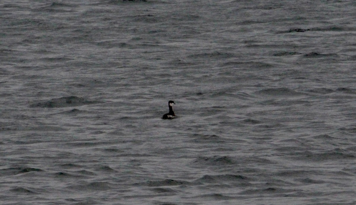 Horned Grebe - ML645882005
