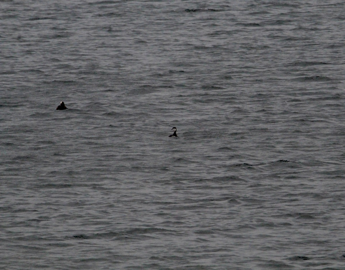 Horned Grebe - ML645882007