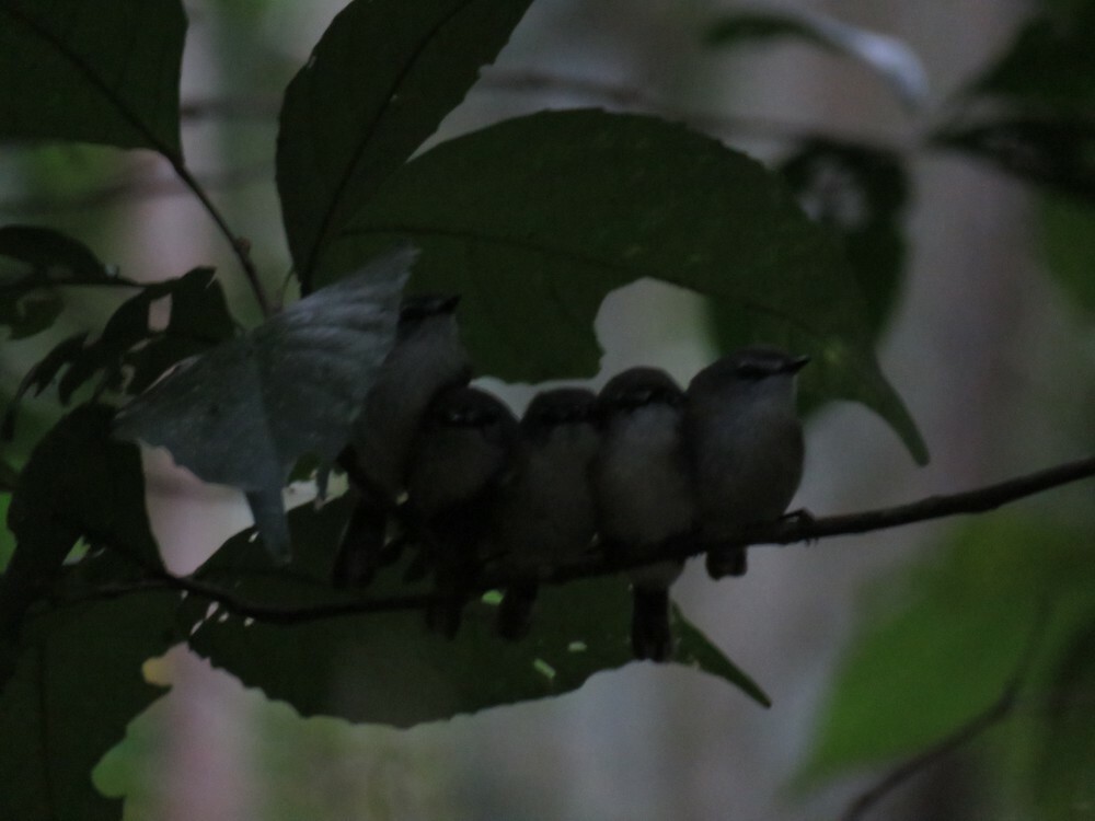 チャイロセンニョムシクイ - ML645882010