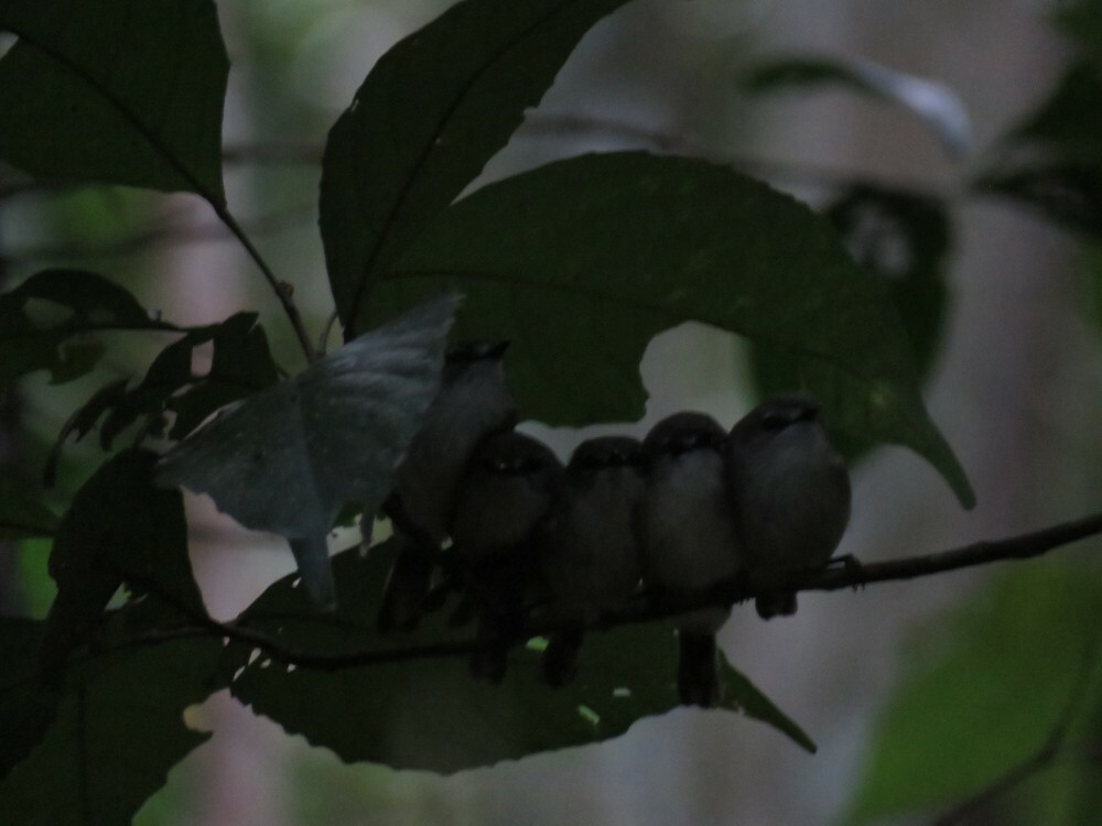 チャイロセンニョムシクイ - ML645882011