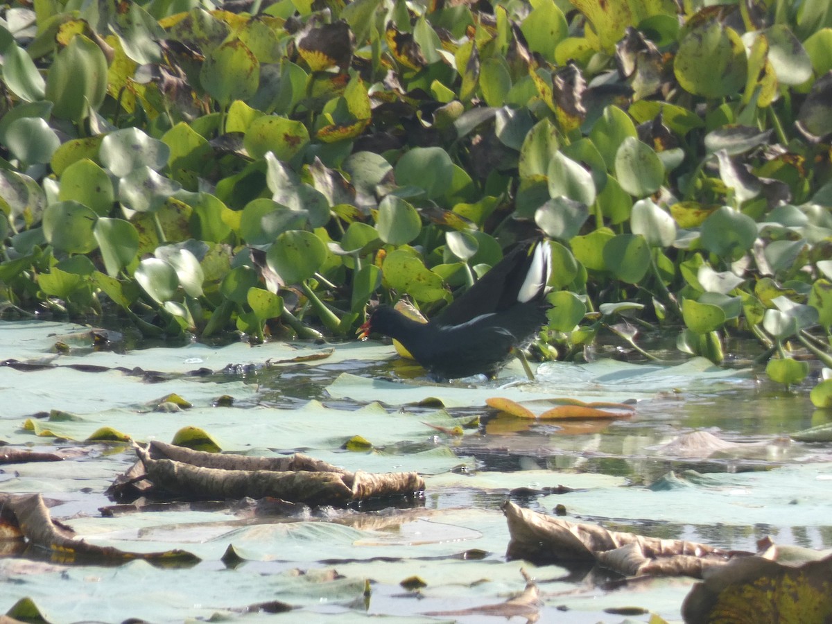 Eurasian Moorhen - ML645882012