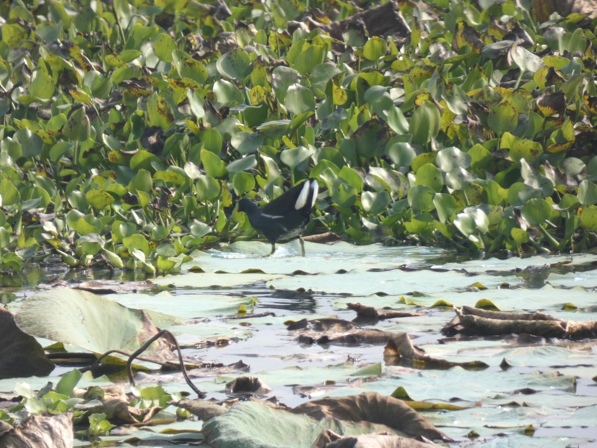 Eurasian Moorhen - ML645882013