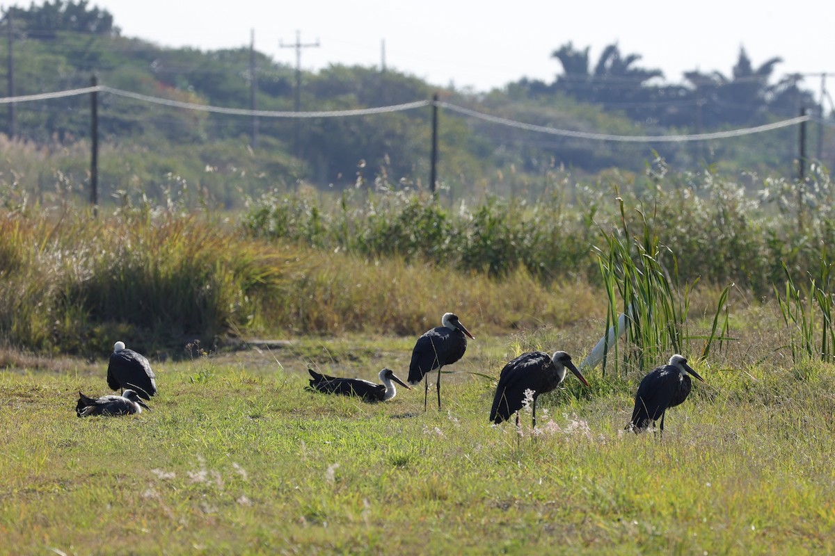 African Woolly-necked Stork - ML645882017