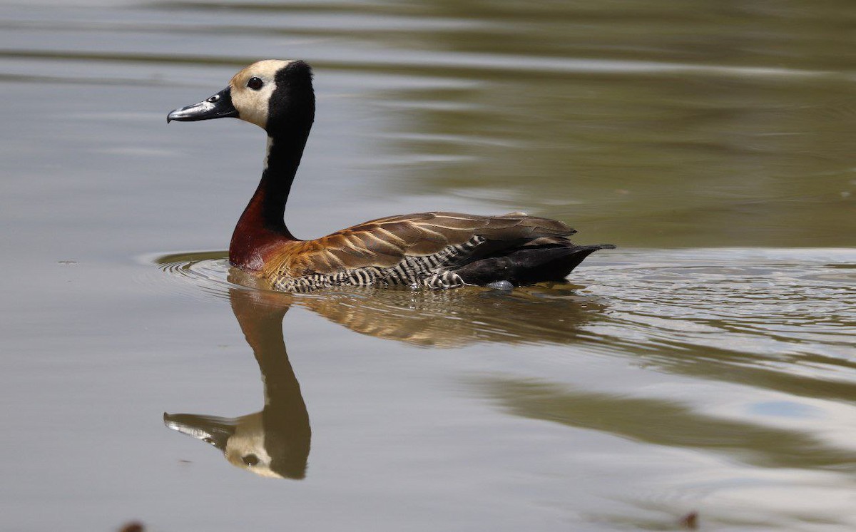 White-faced Whistling-Duck - ML645882029