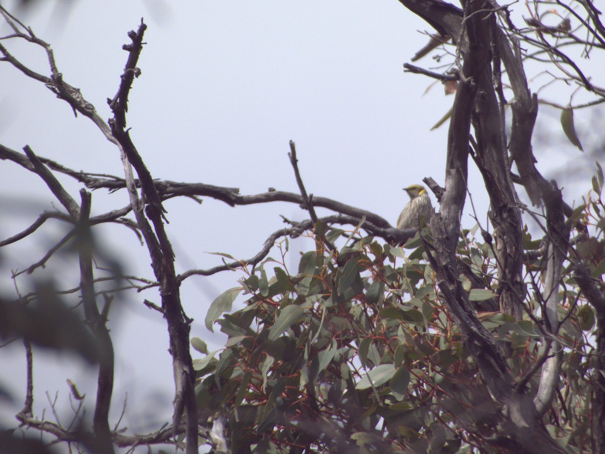 Yellow-plumed Honeyeater - ML645882031