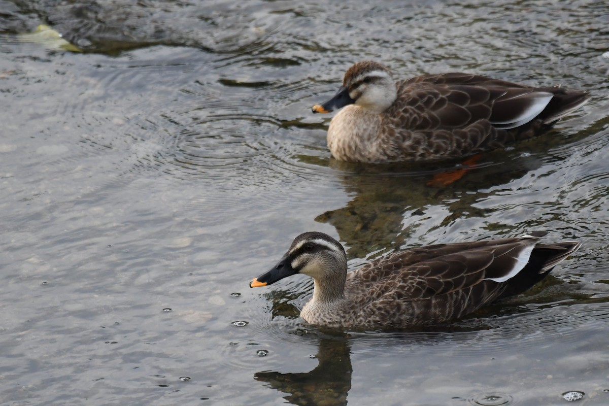 花嘴鴨 - ML645882038