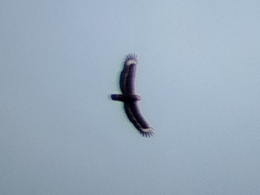 Culebrera Chiíla - ML645882044