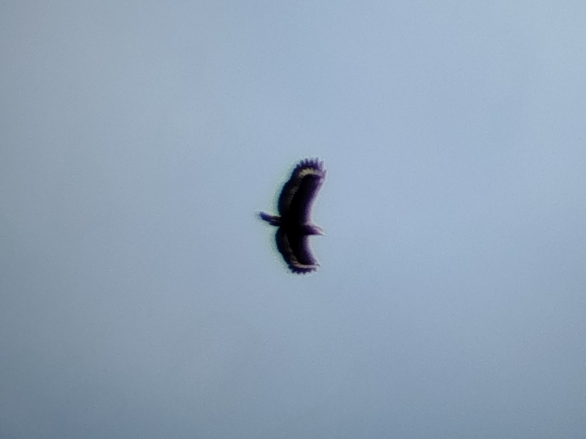 Culebrera Chiíla - ML645882045