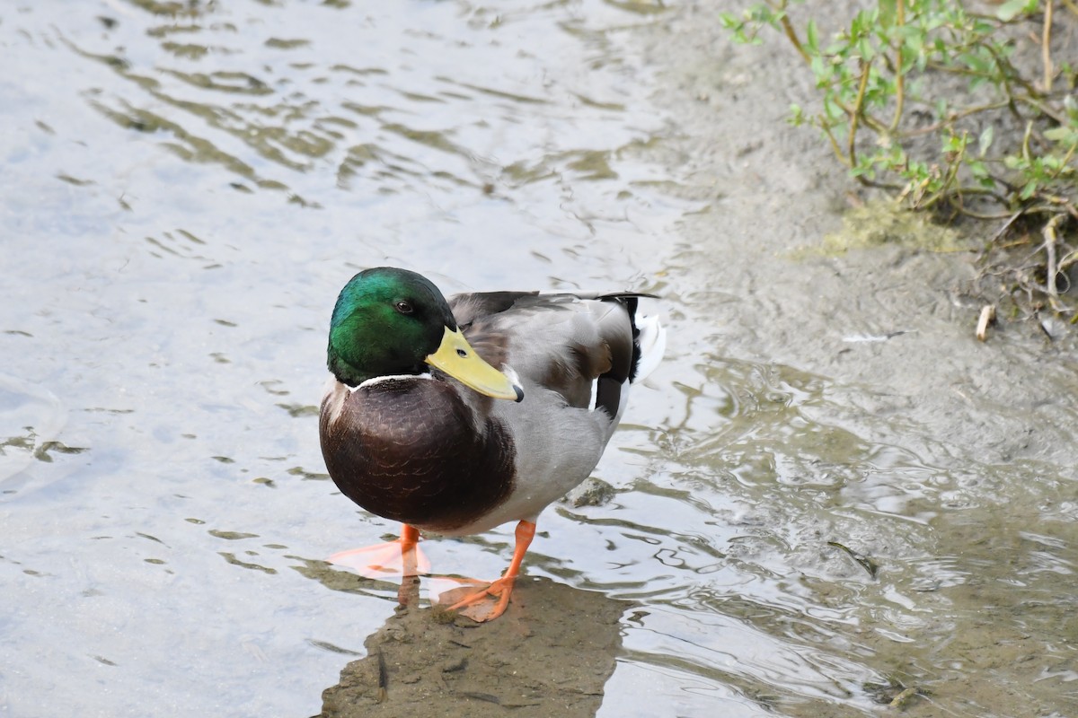 綠頭鴨 - ML645882051