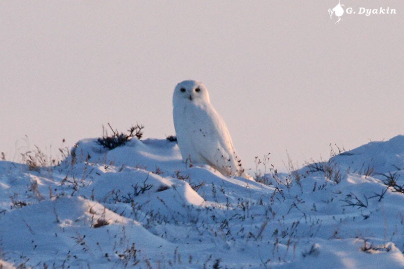 Сова біла - ML645882053