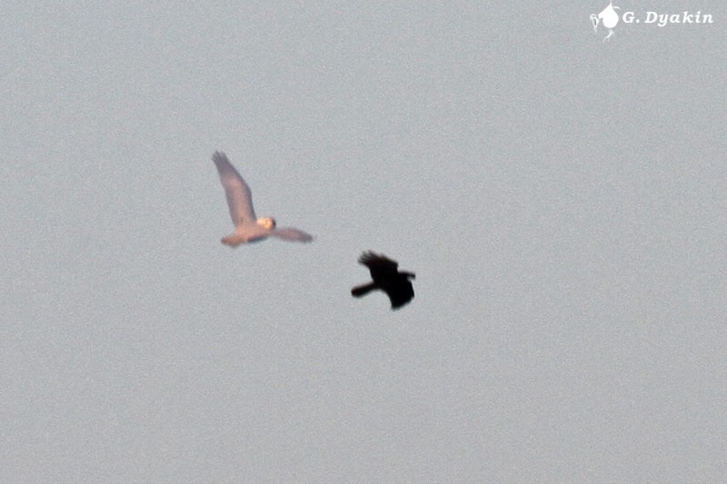 Сова біла - ML645882054