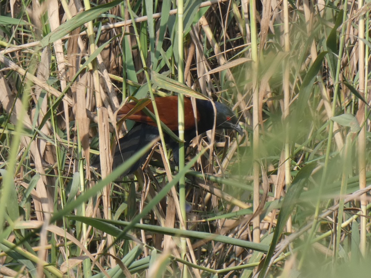Greater Coucal - ML645882056