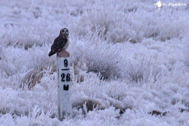 ינשוף שדות - ML645882064