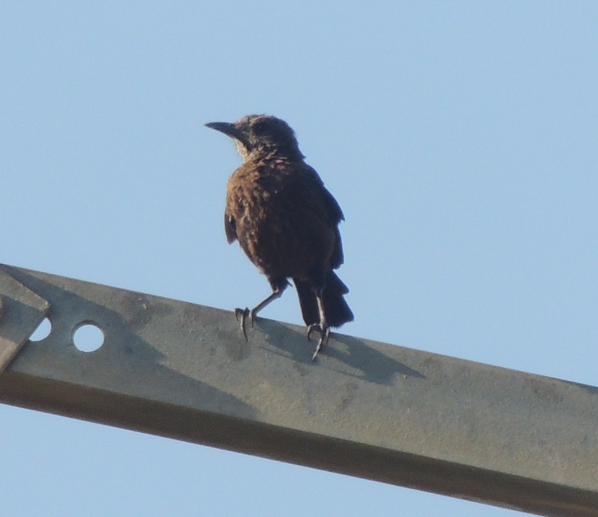 Northern Anteater-Chat - ML645882071
