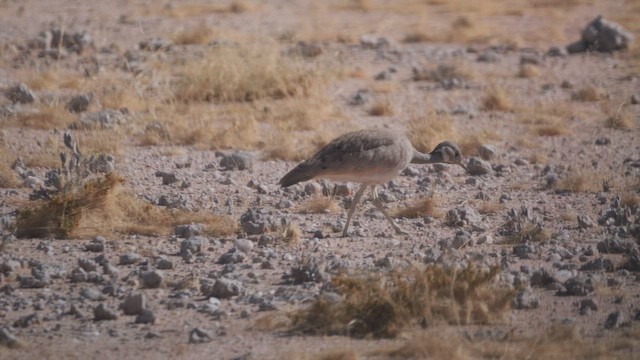 Намибийский корхан - ML645882076