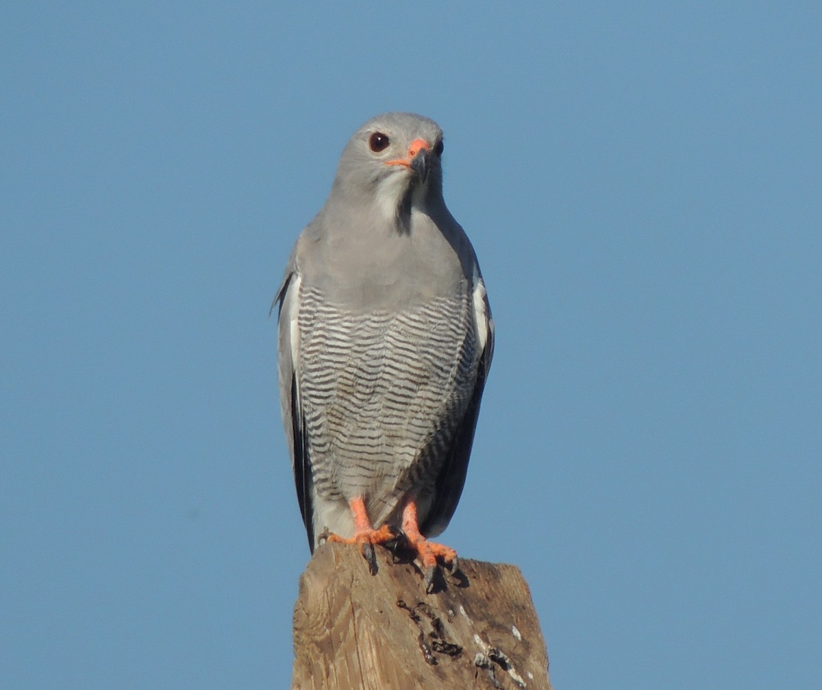 Lizard Buzzard - ML645882078