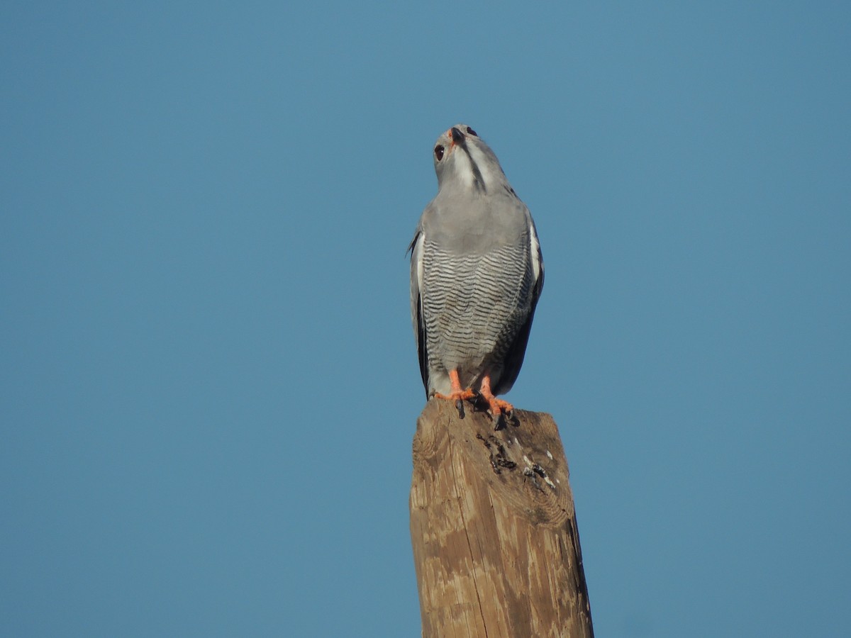 Lizard Buzzard - ML645882079