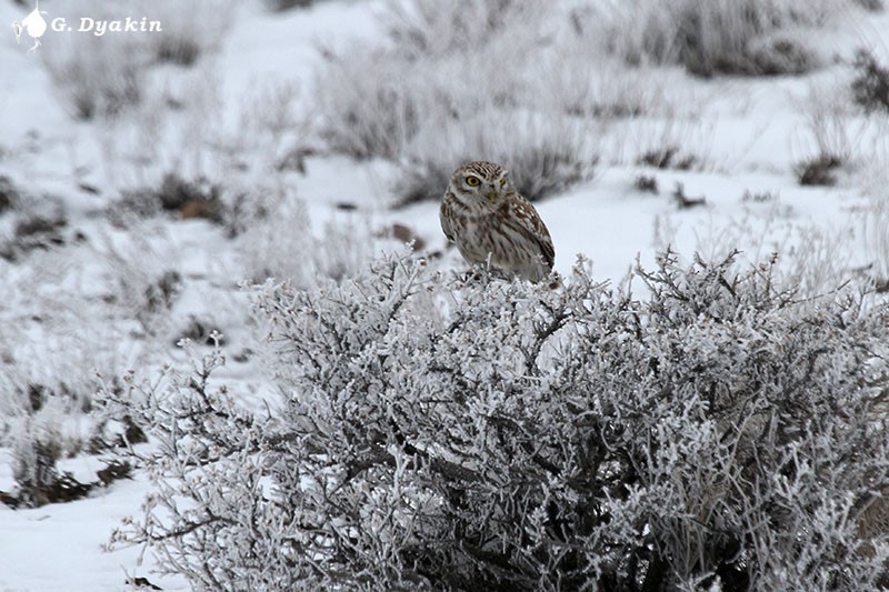 Сич хатній - ML645882088