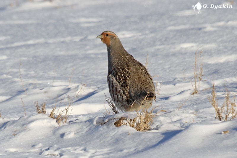 חוגלית אפורה - ML645882099