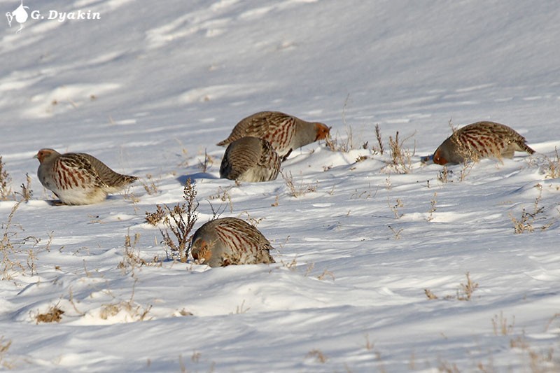 חוגלית אפורה - ML645882100