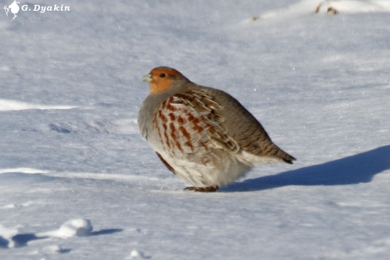 חוגלית אפורה - ML645882101