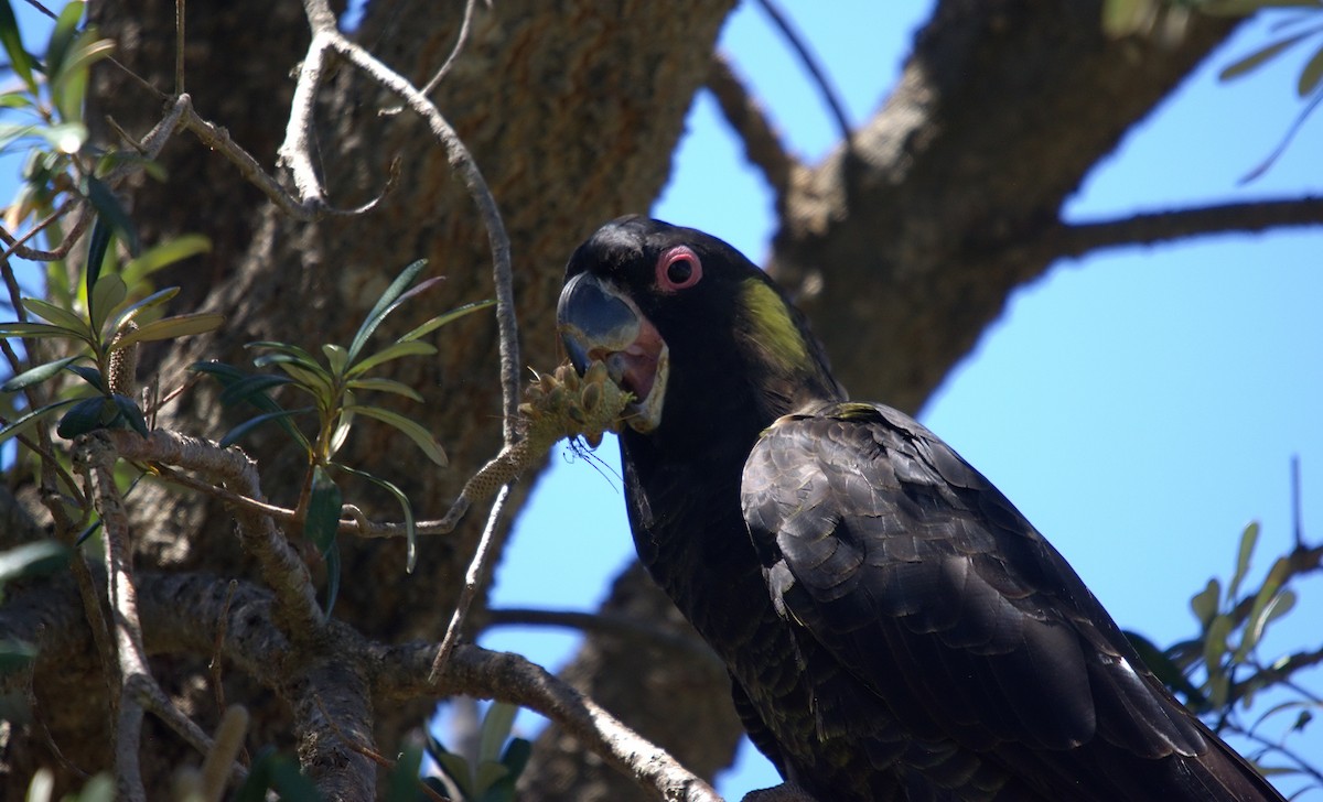 Yellow-tailed Black-Cockatoo - ML645882105