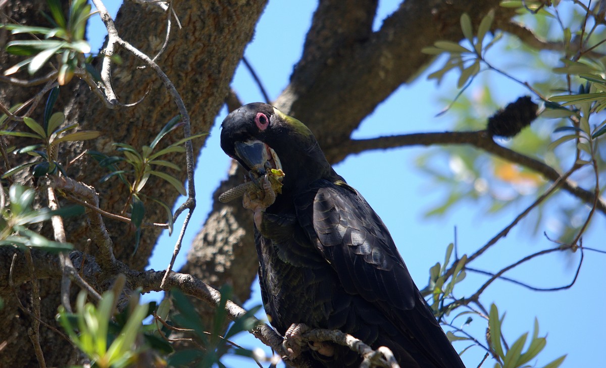 Yellow-tailed Black-Cockatoo - ML645882106