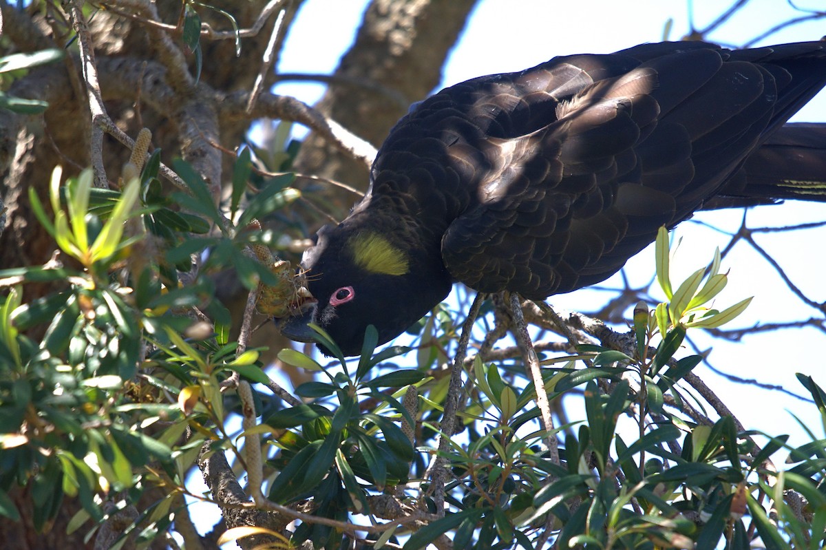 Yellow-tailed Black-Cockatoo - ML645882107