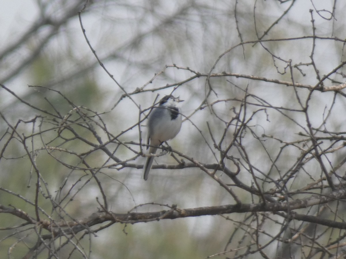 White Wagtail (White-faced/Transbaikalian) - ML645882108