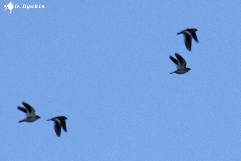 עפרוני לבן-כנף - ML645882115