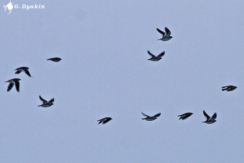 עפרוני לבן-כנף - ML645882119