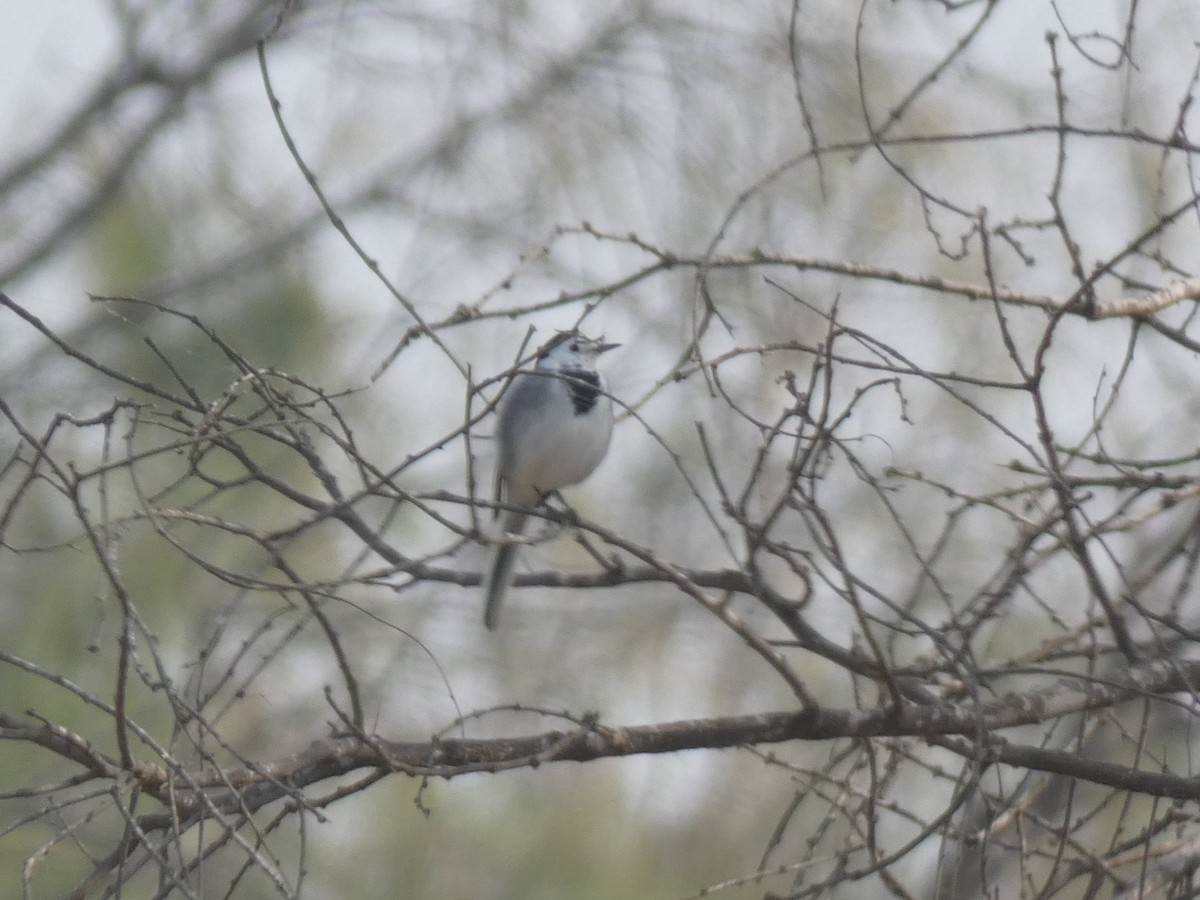 White Wagtail (White-faced/Transbaikalian) - ML645882125
