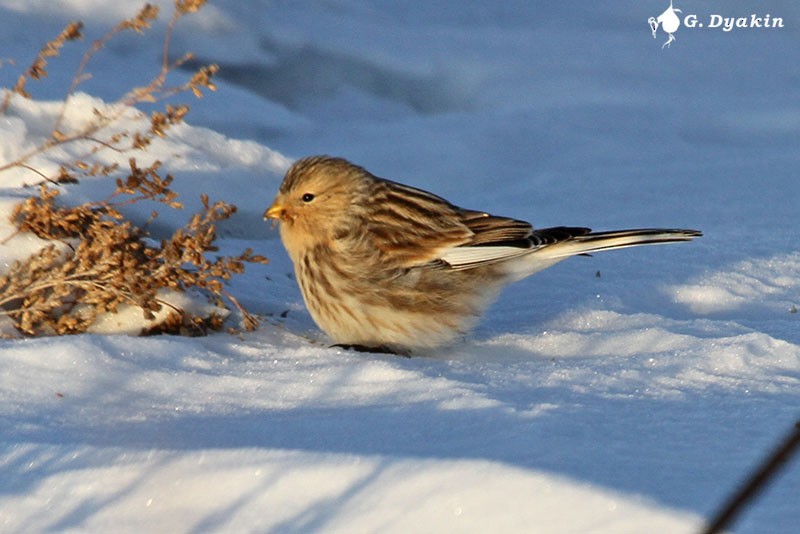 תפוחית הרים - ML645882126